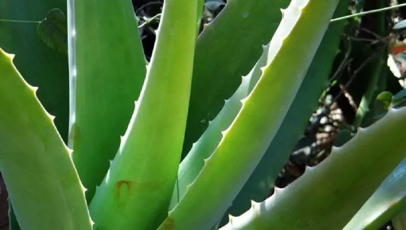 アロエで内側から整える|血液浄化と婦人科機能サポートのレシピ